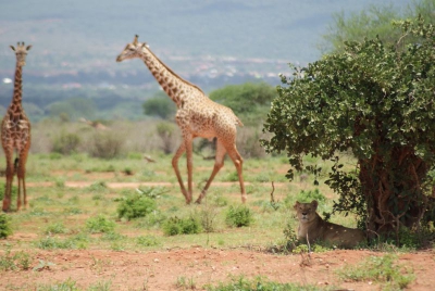 Giraffen und Löwen O18_02