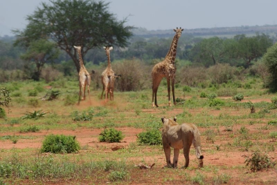 Giraffen und Löwen O18_05