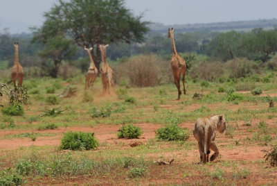 Giraffen und Löwen O18_06