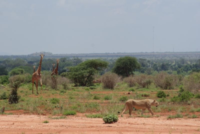 Giraffen und Löwen O18_08