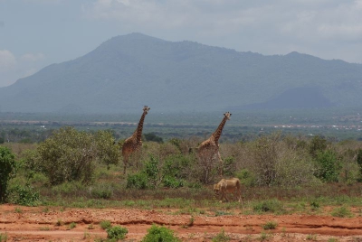 Giraffen und Löwen O18_09