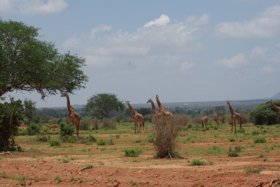 Giraffen O18