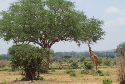 Giraffen O18_05