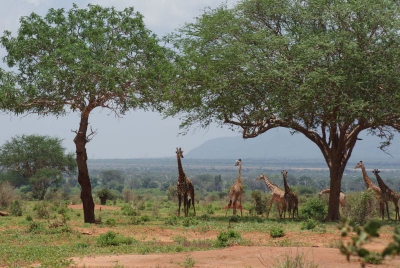 Giraffen O18_06
