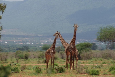 Giraffen O18_09