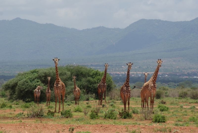 Giraffen O18_11