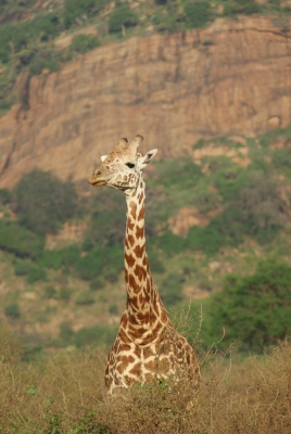 Giraffen O18_13