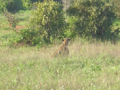 Gepard O18_02