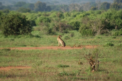 Gepard O18_03