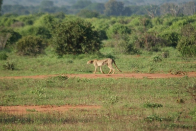 Gepard O18_04