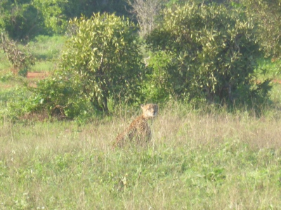 Gepard O18_06