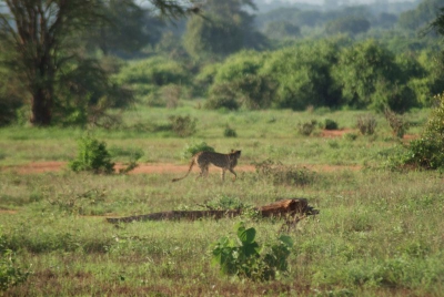Gepard O18_07