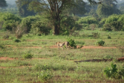 Gepard O18_11