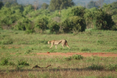 Gepard O18_15