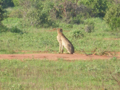 Gepard O18_19