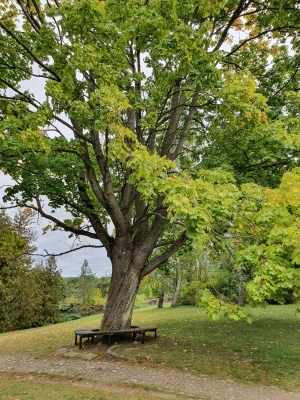 Hans Fallada Begräbnisstätte 4120_03