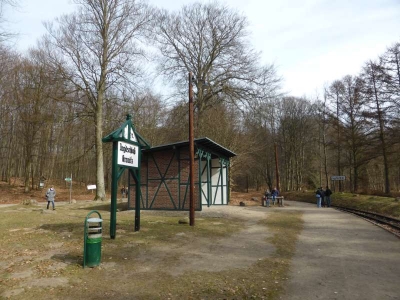 Buchenwald Granitz 1316_06