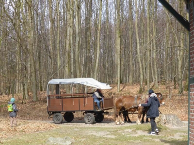 Buchenwald Granitz 1316_10
