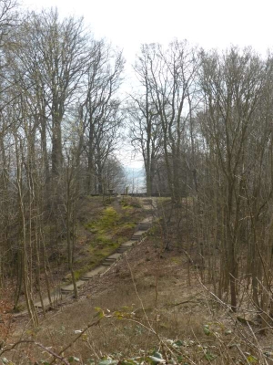 Buchenwald Granitz 1316_15