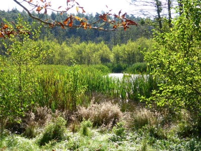 Radweg Adamswalde-Menz10.13