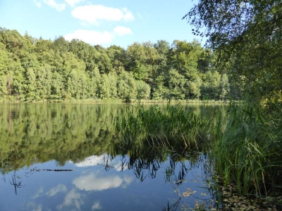 Großer Lankesee bei Liebenberg10.13_09