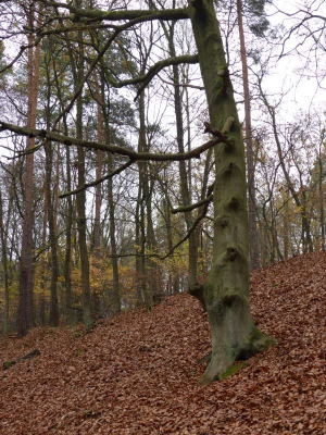 Naturlehrpfad Briesetal Birkenwerder11.13_08