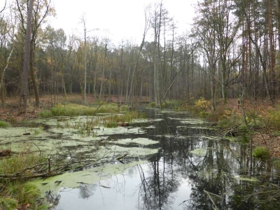 Naturlehrpfad Briesetal Birkenwerder11.13_47