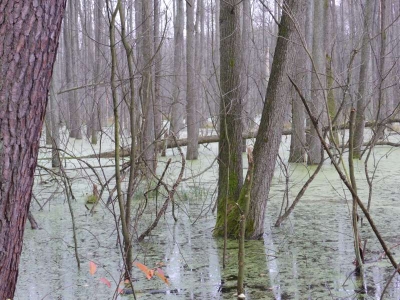 Naturlehrpfad Briesetal Birkenwerder11.13_55