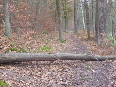 Naturlehrpfad Briesetal Birkenwerder11.13_57