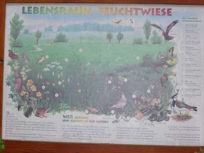 Naturlehrpfad Briesetal Birkenwerder11.13_60