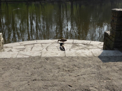 Steinbergsee Berlin Reinickendorf 1314_08