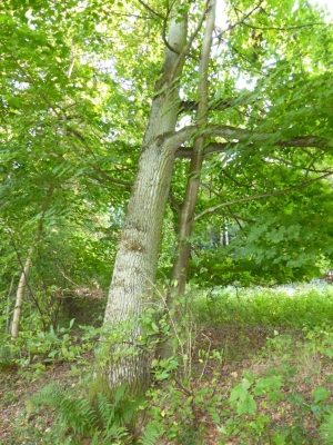 Radweg Löwenberg- Liebenberg10.13_27