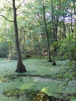 Radweg Löwenberg- Liebenberg10.13_31