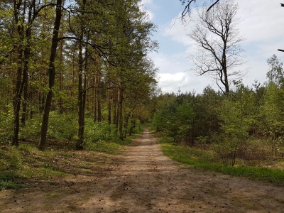 Hennigsdorfer Wald 1917_02