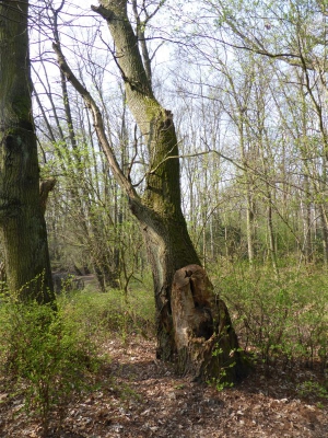Steinbergsee Berlin Reinickendorf 1314_04