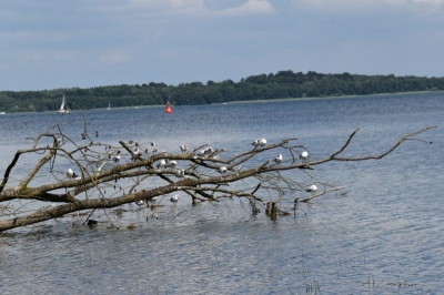 Schweriner See 2821_28