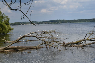 Schweriner See 2821_29