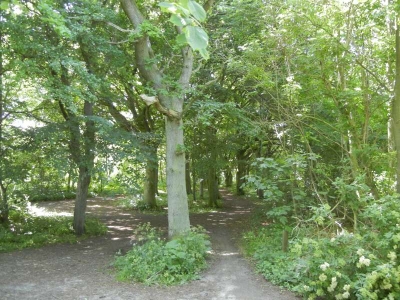 Radweg  Kap Arkona Rügen_41