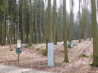 Buchenwald Granitz 1316