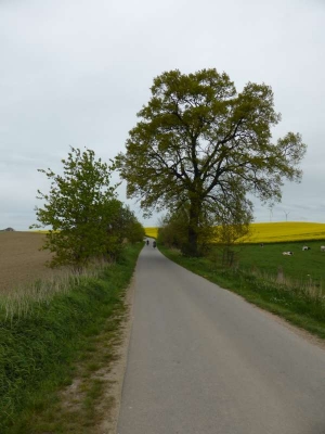 Radweg Bützow-Schwaan1814_03