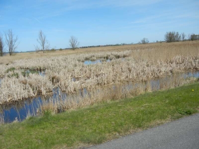 Radweg Bugewitz-Karnin Stettiner Haff_36