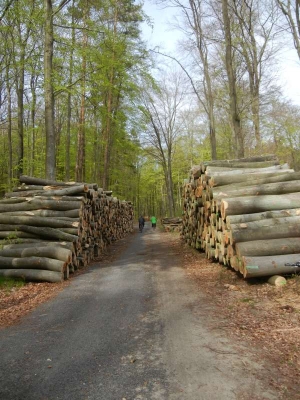 Radweg Korswandt Usedom-Ahlbeck_02