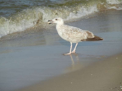 Strand Ahlbeck_02