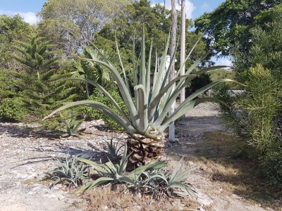 Agave 2017_03