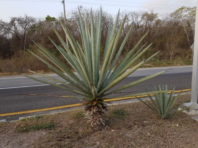 Agave 2017_05