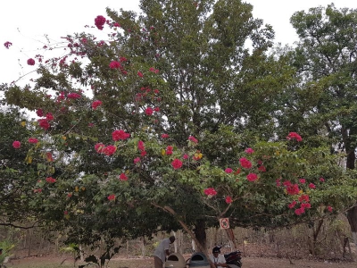 Camellias 2017