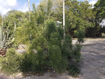 Flora Mexico 2017_03