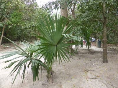 Flora Mexico 2017_05