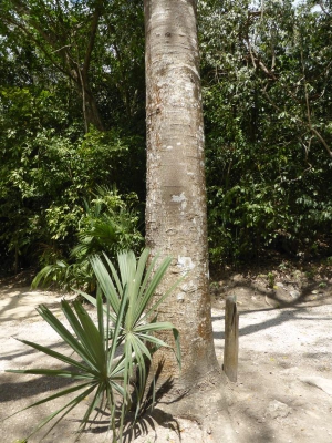 Flora Mexico 2017_06