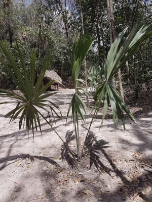 Flora Mexico 2017_07